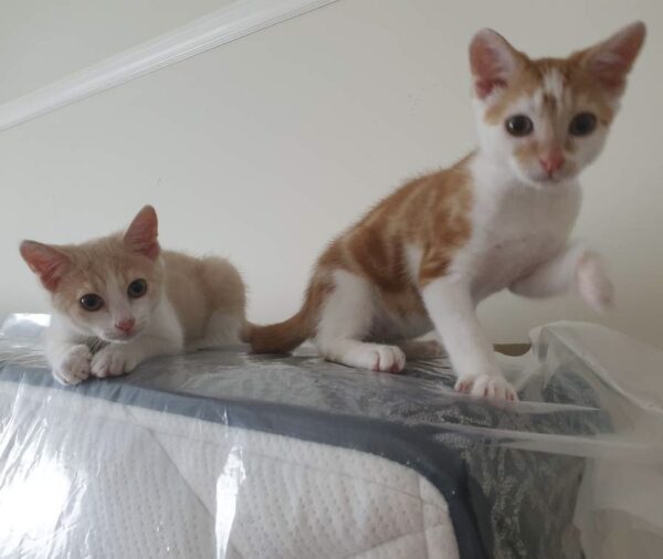 Aurora and Ivar - A Truly Bonded Pair Of Kittens - Image 4
