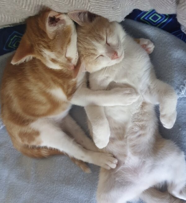 Aurora and Ivar - A Truly Bonded Pair Of Kittens