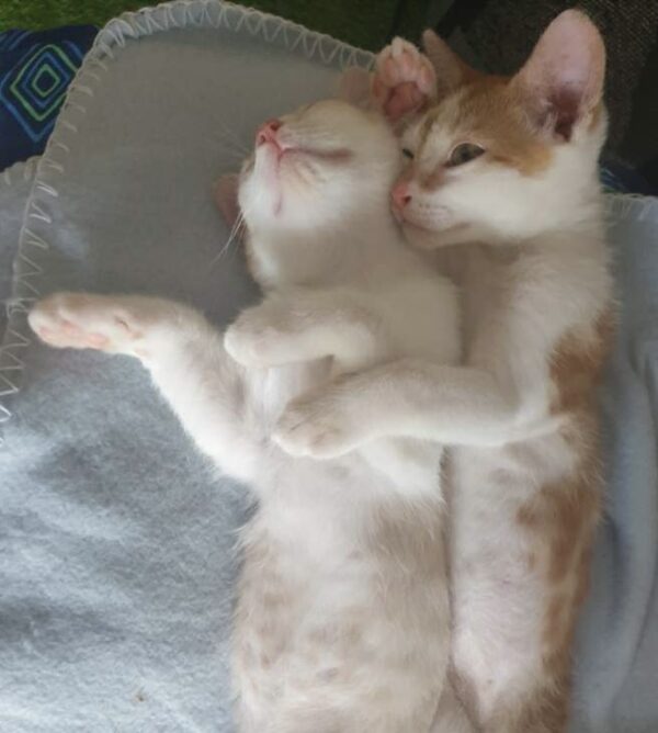 Aurora and Ivar - A Truly Bonded Pair Of Kittens - Image 2