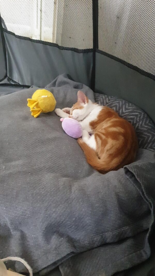 Aurora and Ivar - A Truly Bonded Pair Of Kittens - Image 6