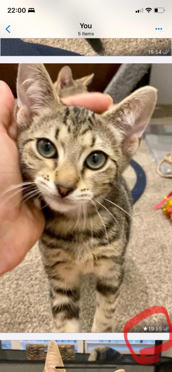 Teddy - Friendly And Playful Kitten