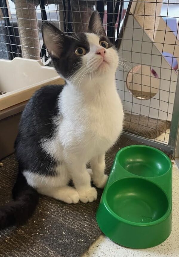 Sully - kitten with stories to tell
