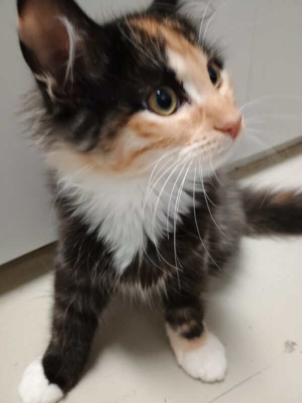 Brine - irresistible kitten