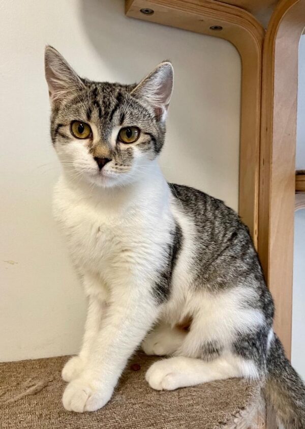 Stevie - sweet bundle of love - Image 2