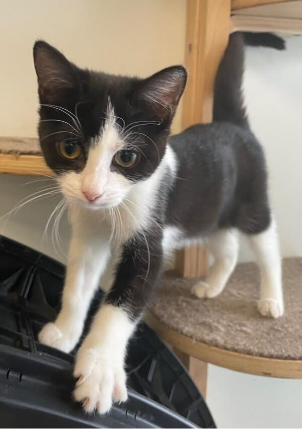Sierra - playful, loving kitten