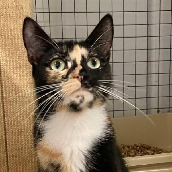 Pickle- super affectionate mumma - Image 3