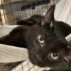 Salt - playful black kitten