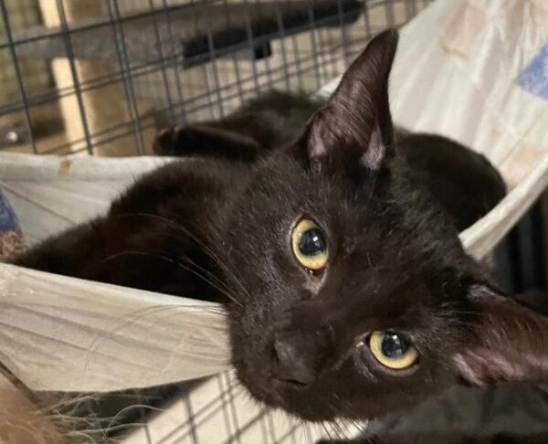 Salt - playful black kitten