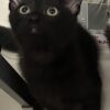 Salt - playful black kitten - Image 2