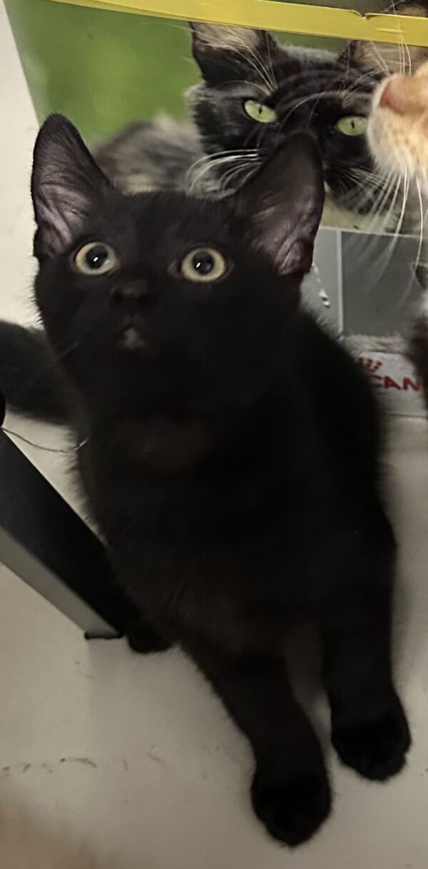 Salt - playful black kitten - Image 2