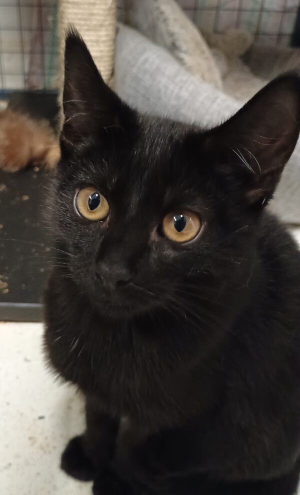 Michelle - adorable black kitten - Image 2
