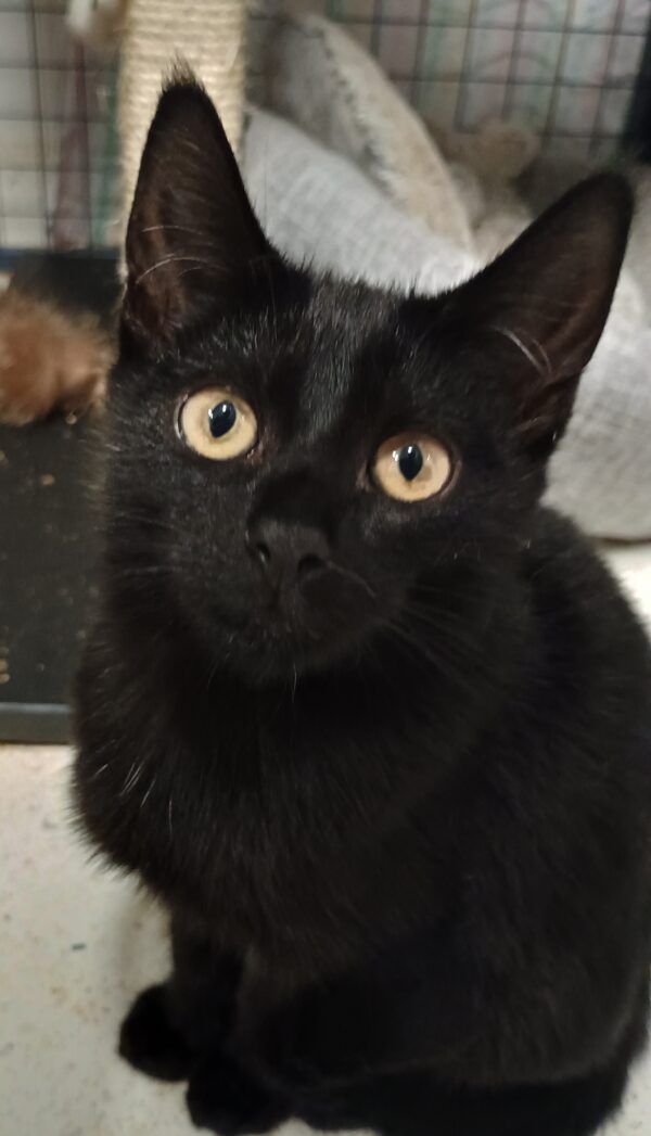 Michelle - adorable black kitten