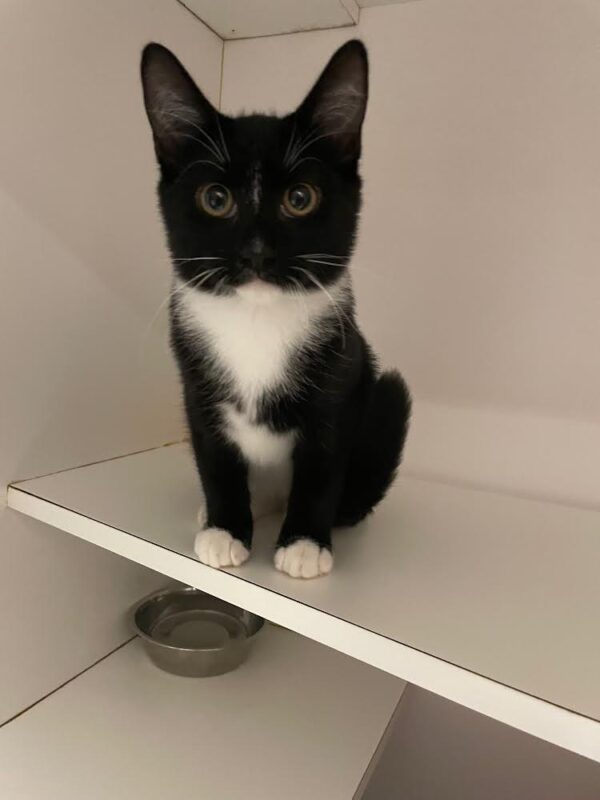 Mickey - shy but sweet - Image 2