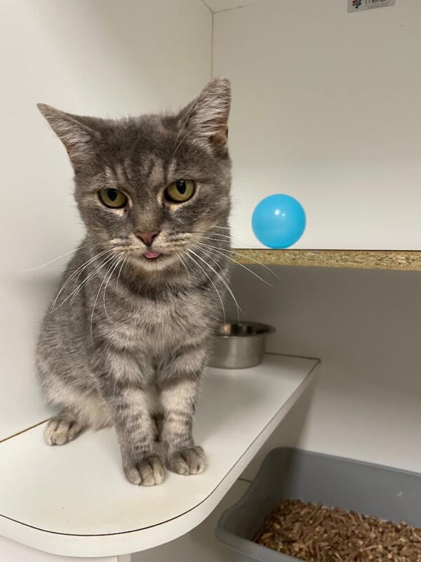 Misty - elegant grey tabby - Image 2