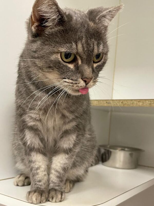 Misty - elegant grey tabby