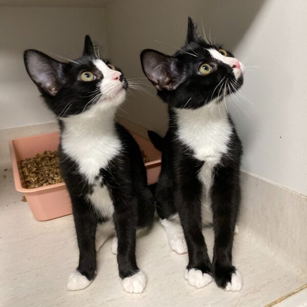 Rory & Little - bonded besties