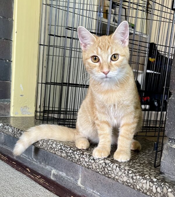 Paprika - faithful companion with cheeky personality - Image 2