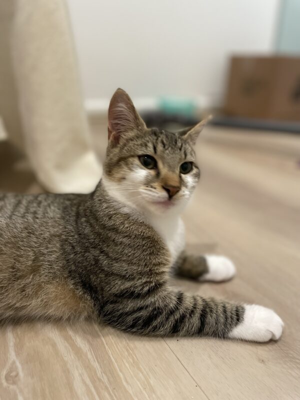 Milkshake - Cuddly purr-machine