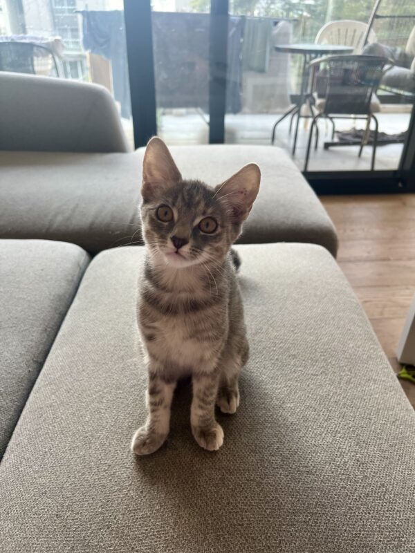 Jade - Affectionate purr-machine - Image 2