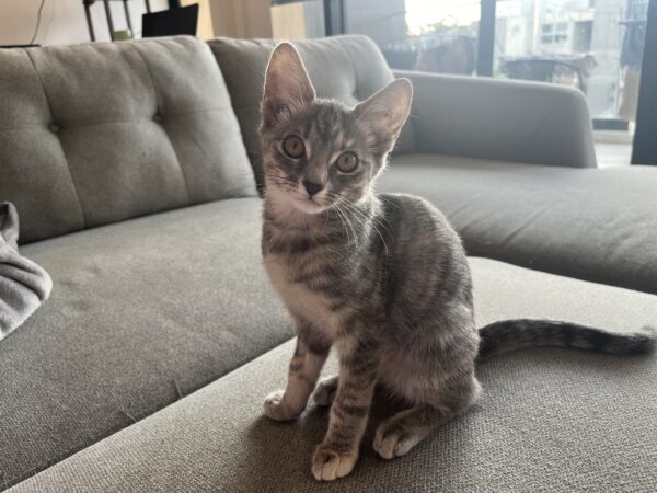 Jade - Affectionate purr-machine - Image 4