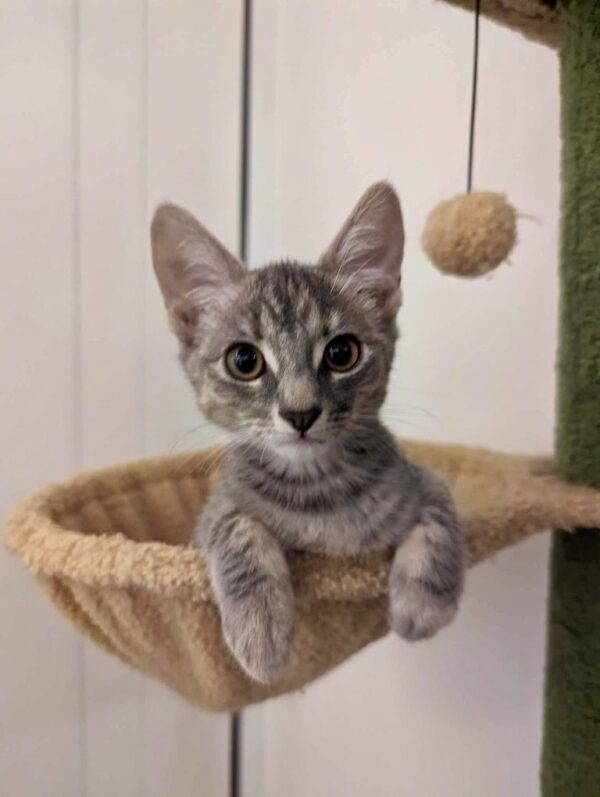 Jade - Affectionate purr-machine
