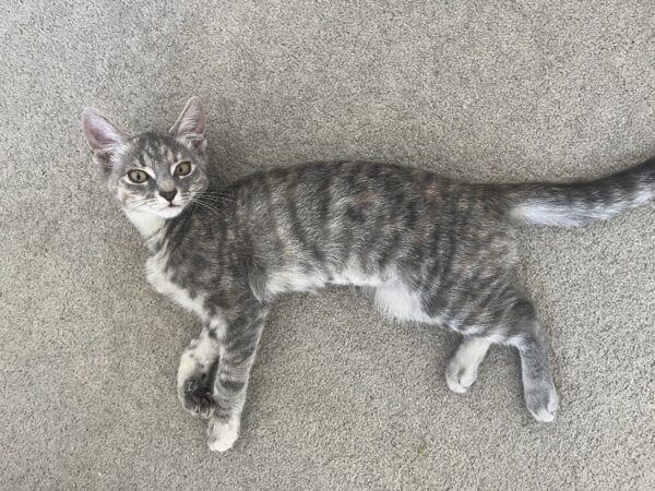 Jade - Affectionate purr-machine - Image 3