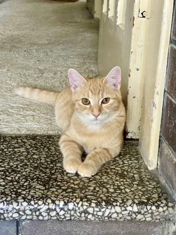 Paprika - faithful companion with cheeky personality - Image 5