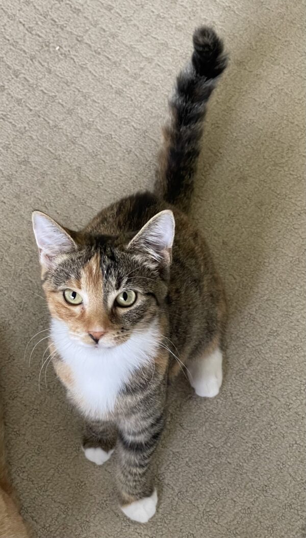Pepper - timid and playful kitten who loves other cats - Image 3