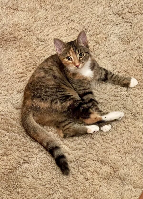 Pepper - timid and playful kitten who loves other cats - Image 5
