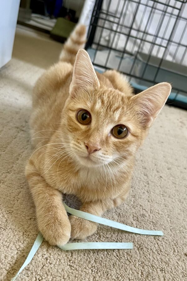 Paprika - faithful companion with cheeky personality