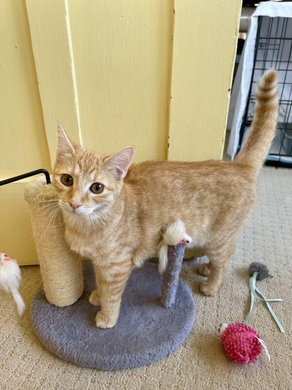 Paprika - faithful companion with cheeky personality - Image 4