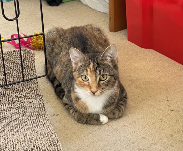 Pepper - timid and playful kitten who loves other cats - Image 2