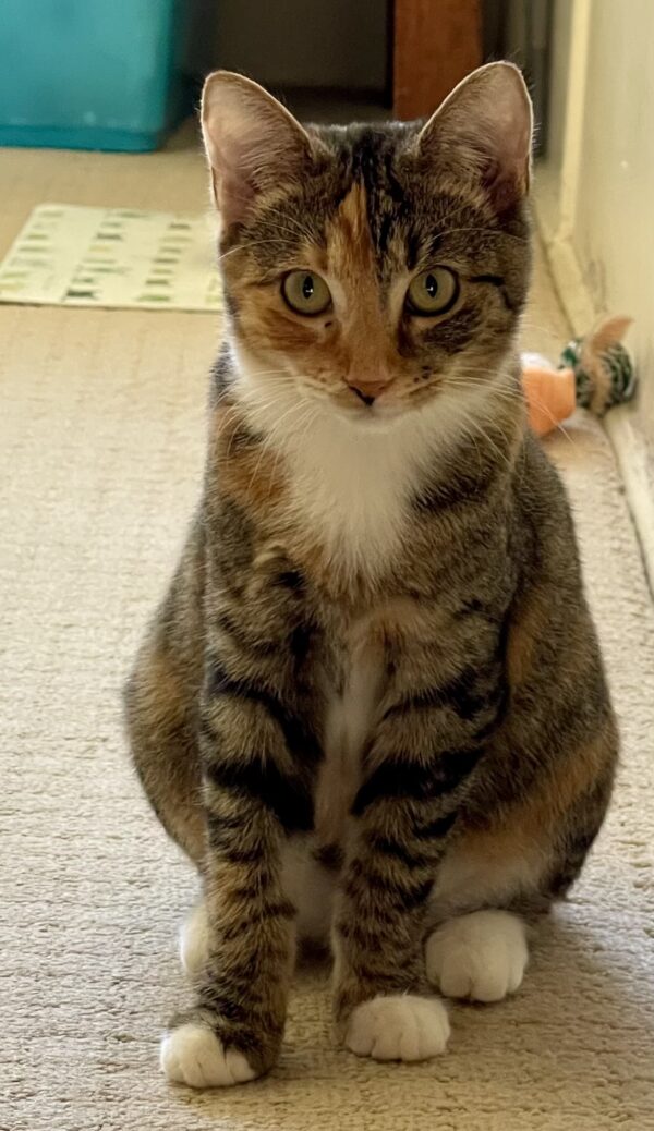 Pepper - timid and playful kitten who loves other cats - Image 6