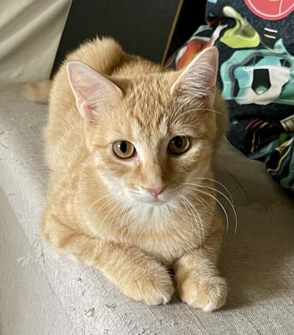 Paprika - faithful companion with cheeky personality - Image 3