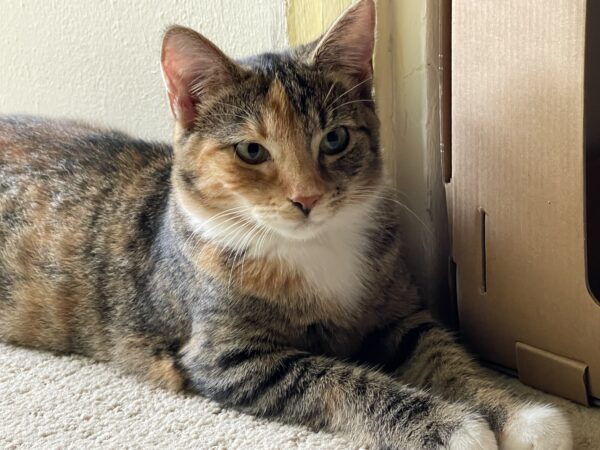 Pepper - timid and playful kitten who loves other cats - Image 4