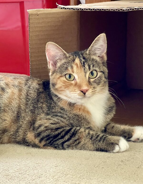 Pepper - timid and playful kitten who loves other cats