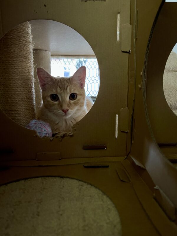 Paprika - faithful companion with cheeky personality - Image 7