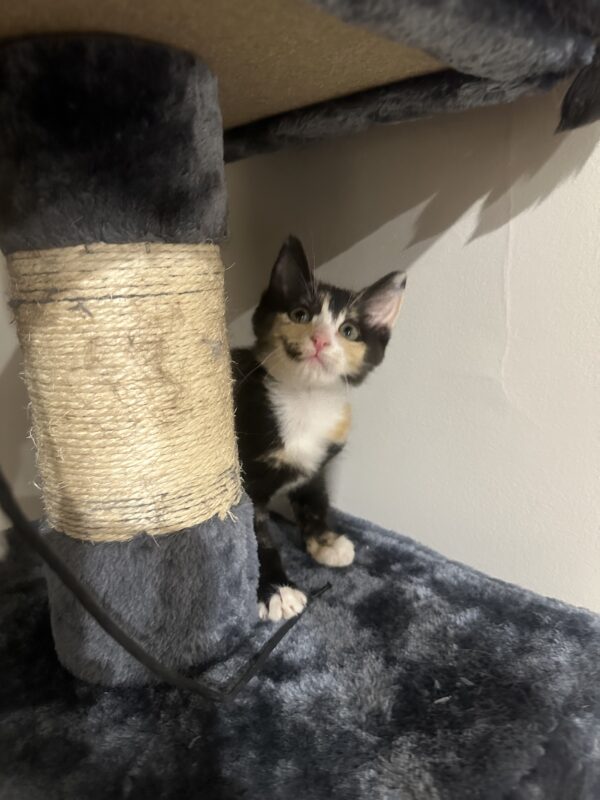 Poppy - Playful and affectionate kitten - Image 2