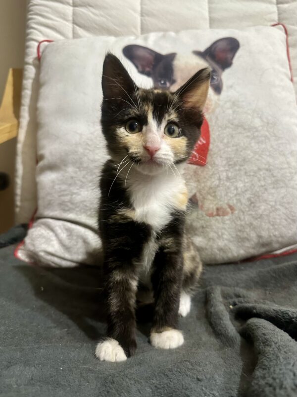 Poppy - Playful and affectionate kitten - Image 4