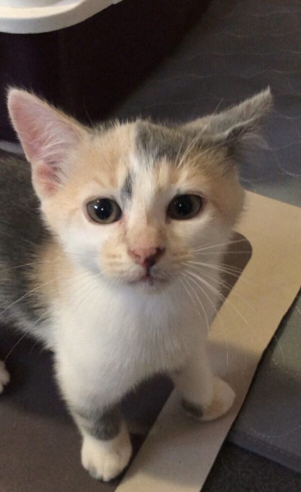 Daisy - adventurous and cuddly kitten