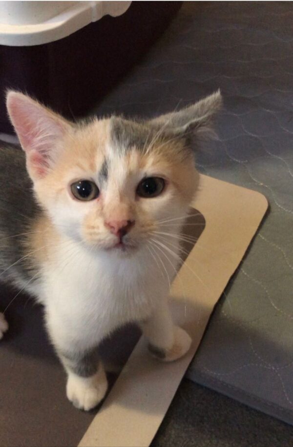 Daisy - adventurous and cuddly kitten - Image 4