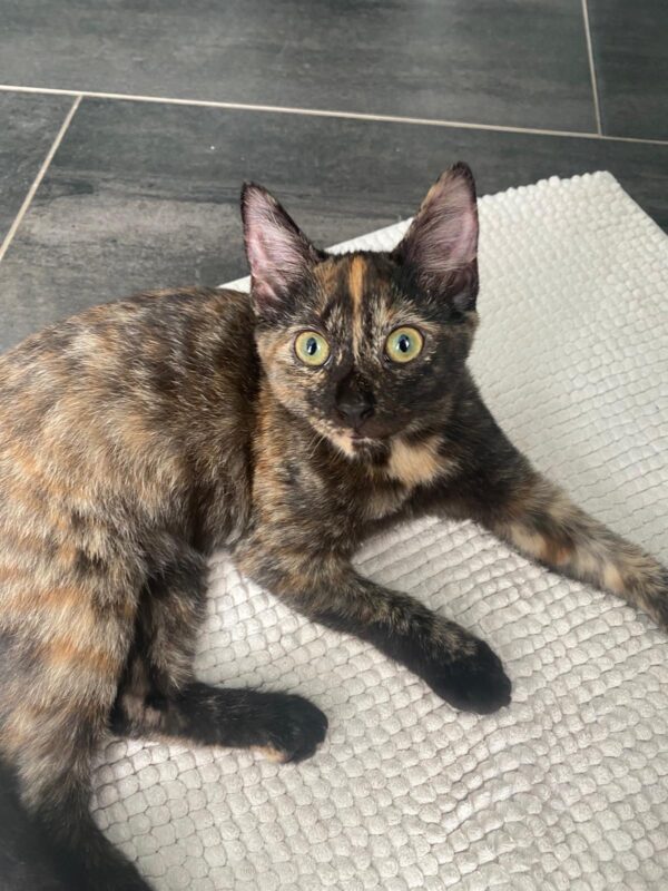 Harley - Cuddly purr-machine - Image 3