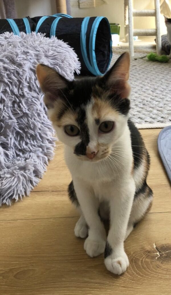 Geisha - cuddly little companion