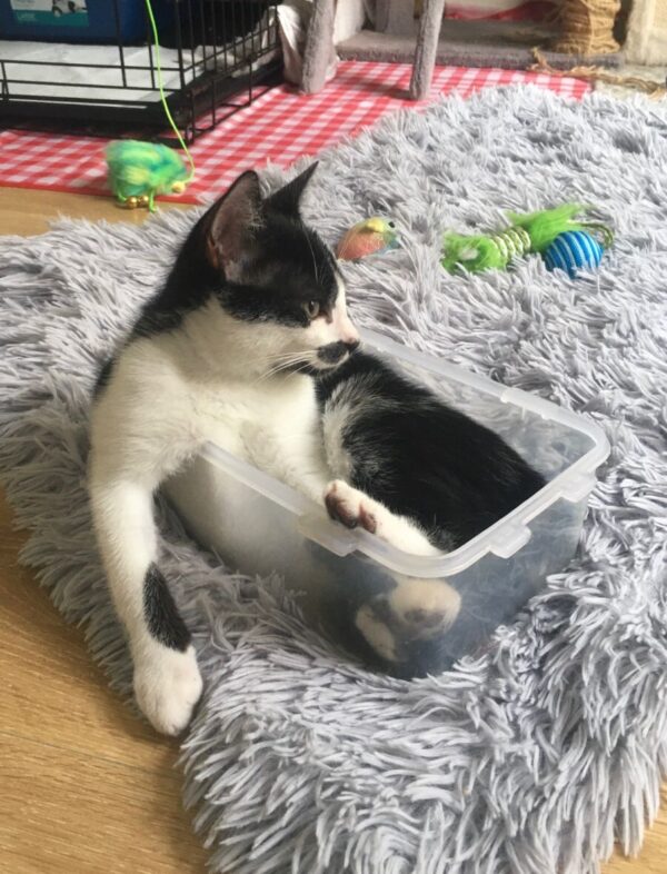 Charlie - cuddly and curious kitten - Image 3