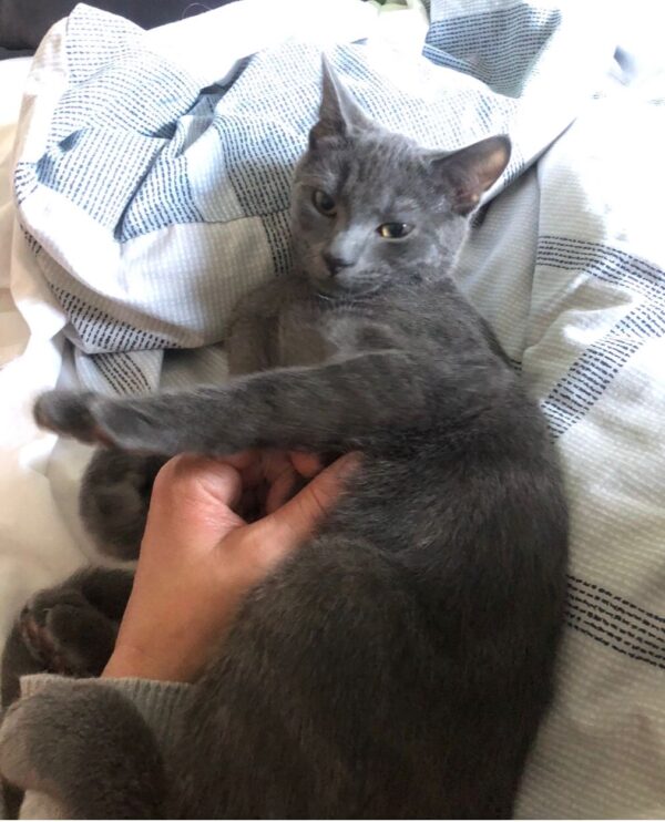 Mark - little cuddle monster - Image 3