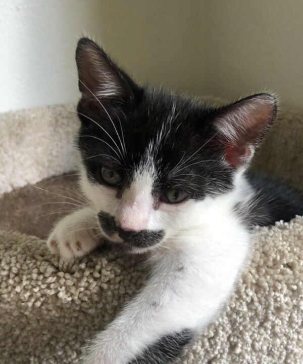 Charlie - cuddly and curious kitten