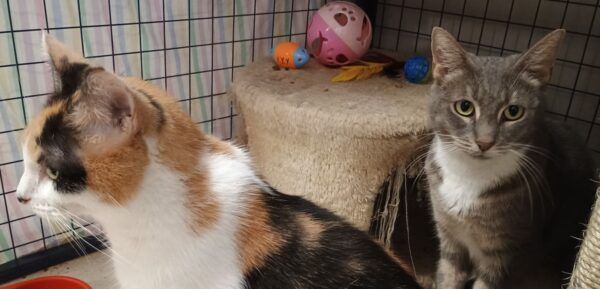 Lily and Patch - bonded pals - Image 6