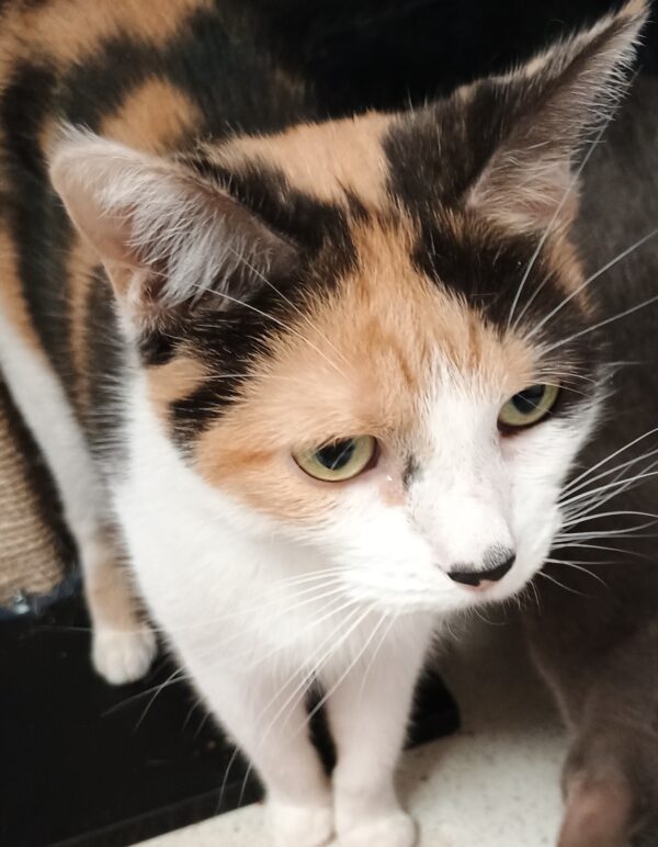 Lily and Patch - bonded pals - Image 2