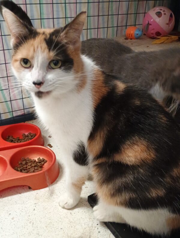 Lily and Patch - bonded pals - Image 4