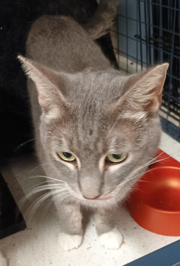 Lily and Patch - bonded pals - Image 3
